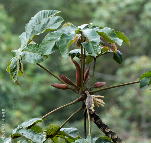 El yagrumo, yarumo, guarumo o guarumbo, es un árbol representativo de la zona intertropical americana y se extiende desde México hasta América del Sur, incluyendo las Antillas.