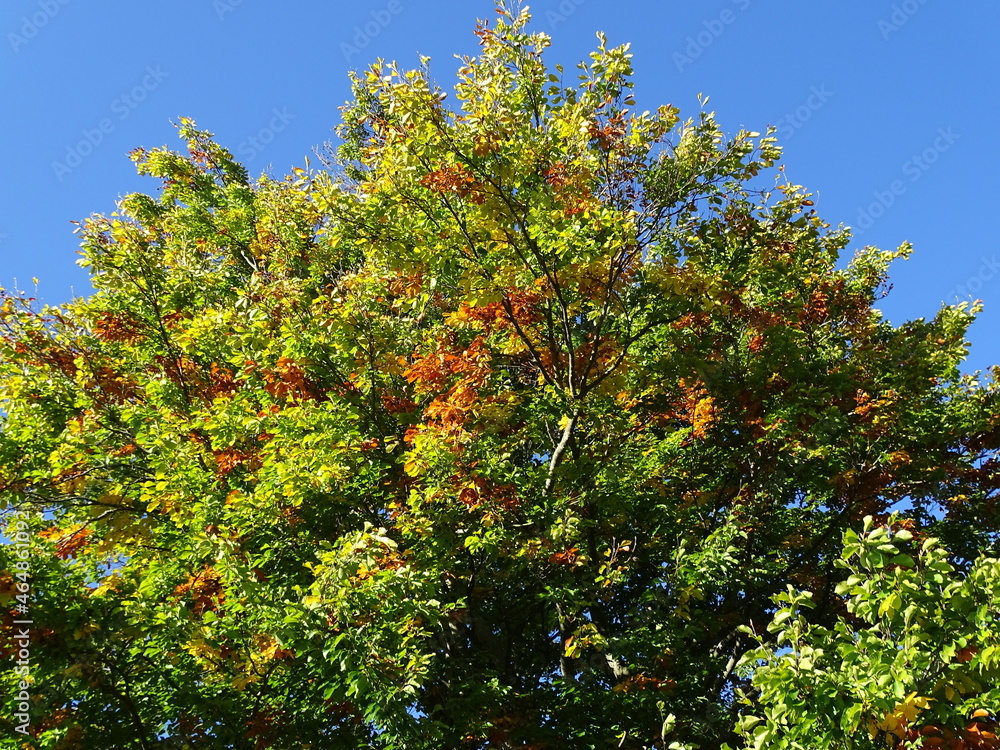Naklejka premium Buntes Herbstlaub