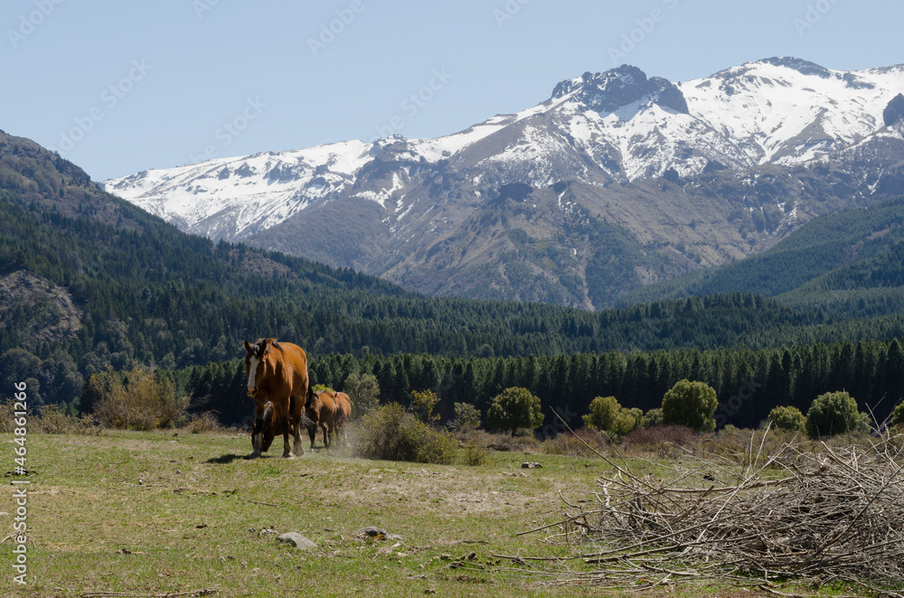 brown horses with snowy mountains in the background