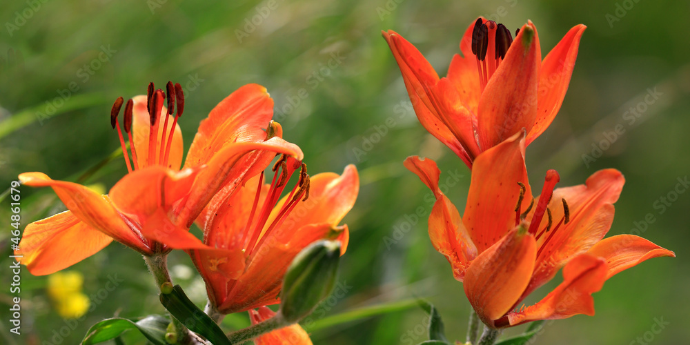 Lilie, Pflanze mit orangen Blüten 