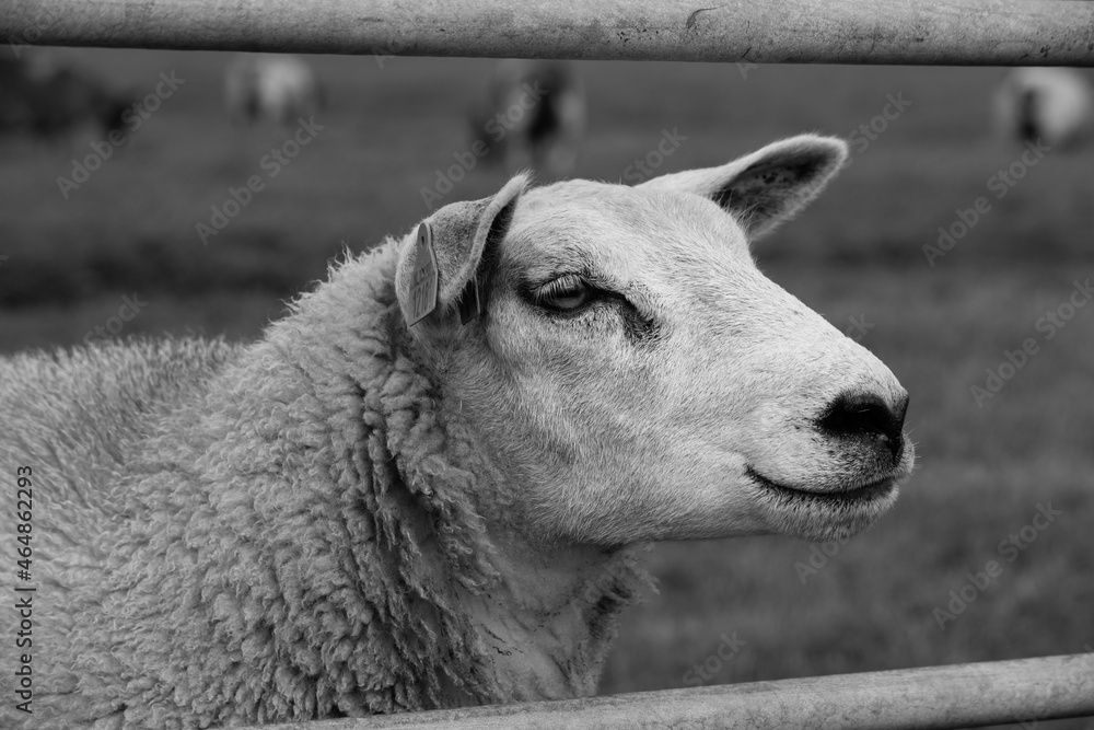 Fototapeta premium sheep 