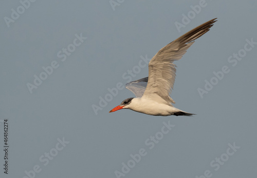 Caspian tern in flight at Asker Marsh, Bahrain