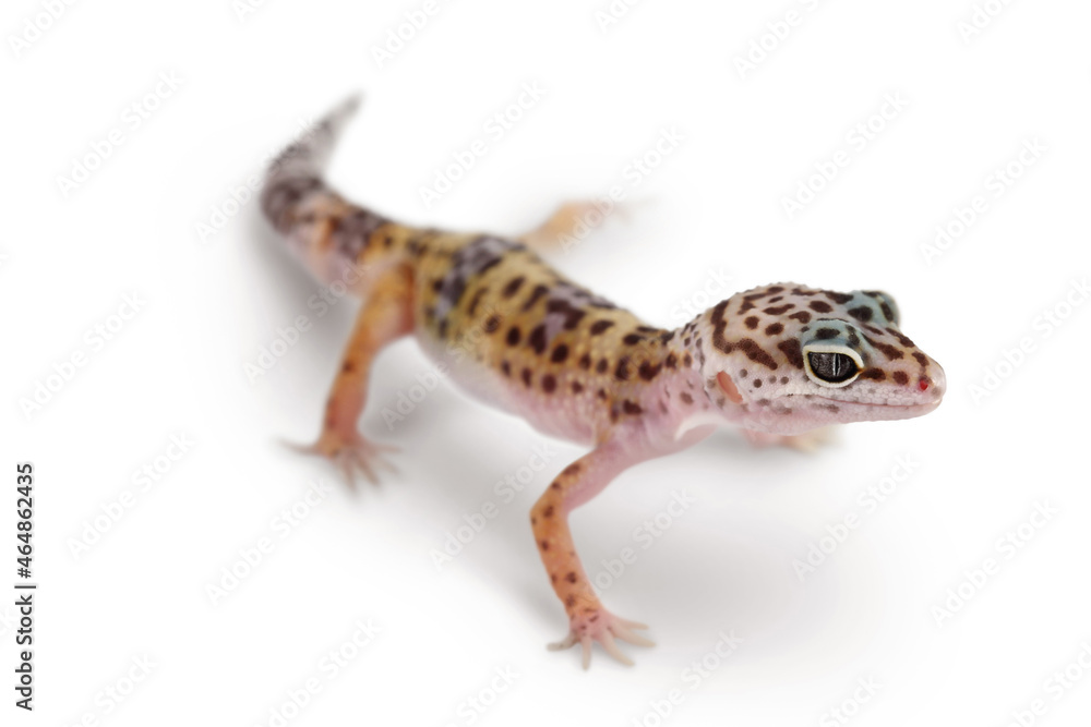Leopard gecko or Eublepharis macularius isolated on white background with clipping path and full depth of field Leopard gecko or Eublepharis macularius isolated on white background with clipping path and full depth of field