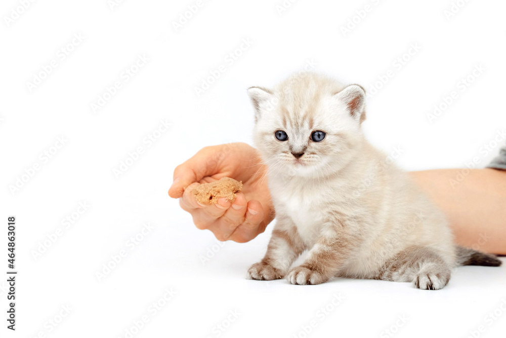Kitten eats from the hand. The kitten learns to eat meat. A month old kitten. Scottish purebred cat.