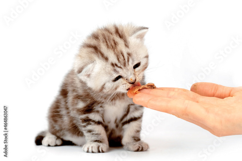 Kitten eats with hands isolated on white background. Complementary feeding of a kitten. The kitten eats meat for the first time.