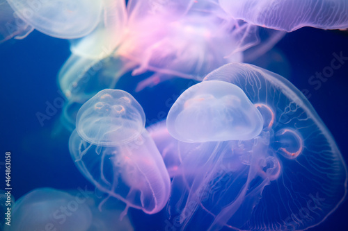 Aurelia aurita swimming underwater shots glowing jellyfish moving in water pattern.