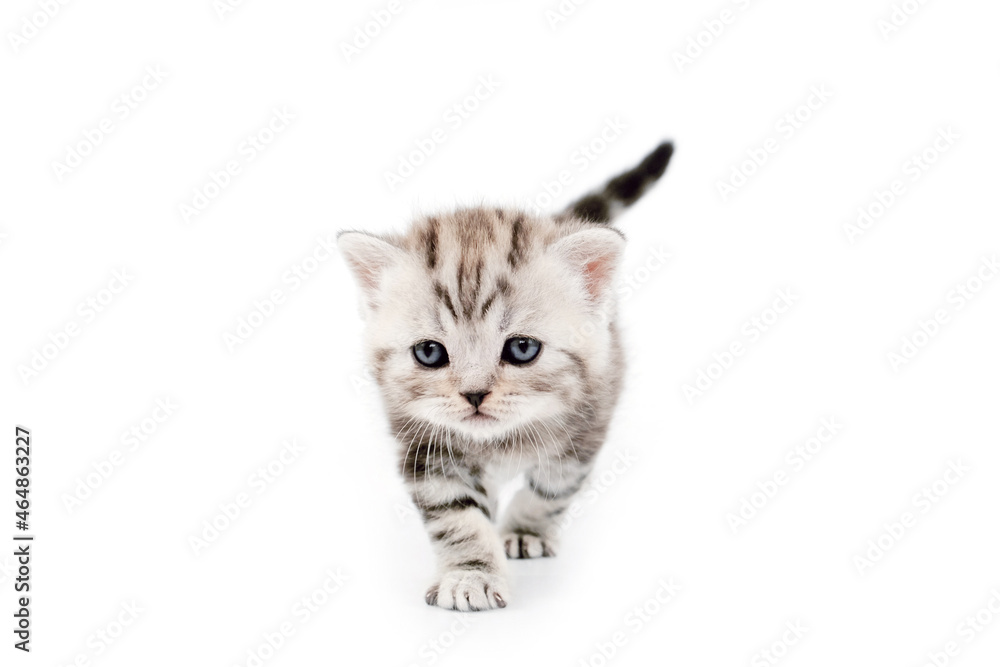 Scottish kitten isolated on white background. Kitten in motion. Scottish kitten isolated on white background. Kitten in motion.