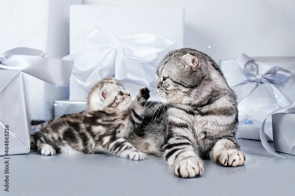 Naklejka premium Kitten with a cat are playing. Cat with kitten among festive gift boxes isolated on gray background. 