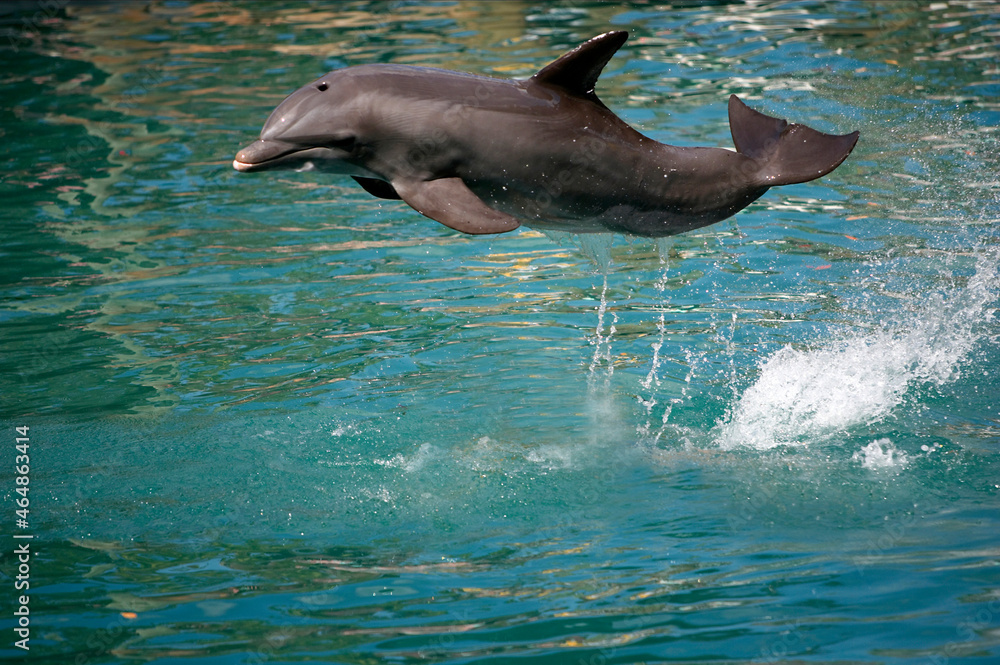 Naklejka premium Dolphin jumping