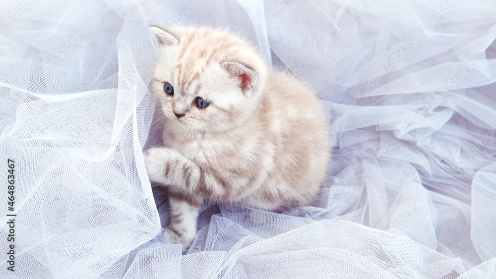 The kitten sits among the blue tulle and looks to the side. The kitten lies on the airy fabric.