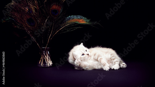 Fotografía The kitten lies and holds its paw under its head