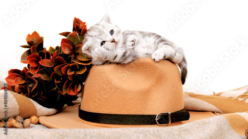 Photos The kitten is isolated among the autumn things