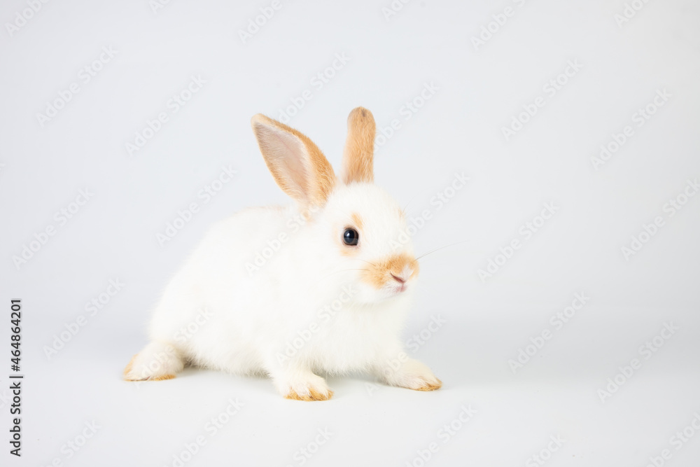 Little white rabbit standing on isolated white background at studio. It's small mammals in the family Leporidae of the order Lagomorpha. Animal studio portrait Little white rabbit standing on isolated white background at studio. It's small mammals in the family Leporidae of the order Lagomorpha. Animal studio portrait