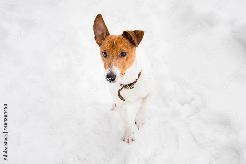 Cute Jack Russell breed dog walking in the snow. Portrait. Cute Jack Russell breed dog walking in the snow. Portrait.