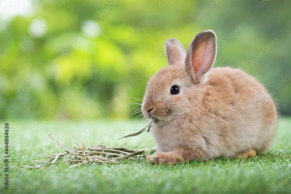 Fototapeta premium A adorable brown bunny eating dry grass on green grass and looking for feeding food in the garden. Cute animal and pet.
