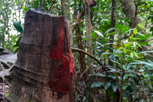 Detalhe do corte de um tronco de Pau Brasil photo