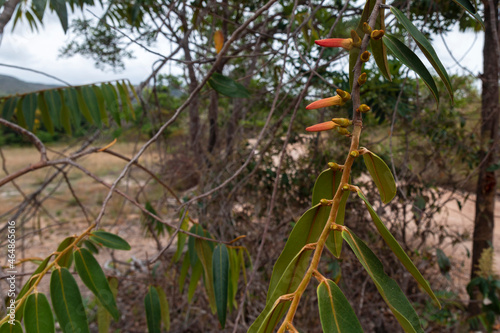 Pimenta de macaco, especiaria utilizada pelas comunidades da Kalunga photo