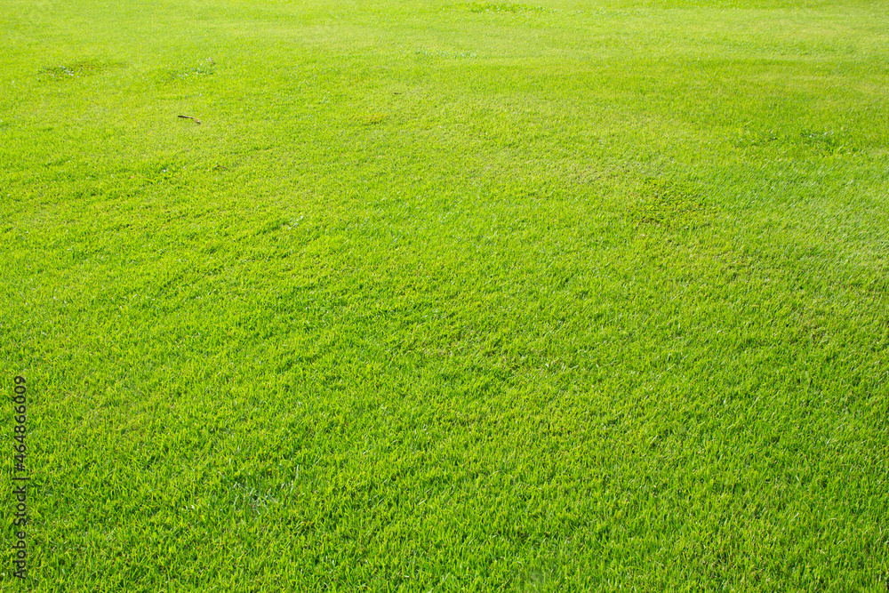 Green meadow grass field from outdoor park Green meadow grass field from outdoor park