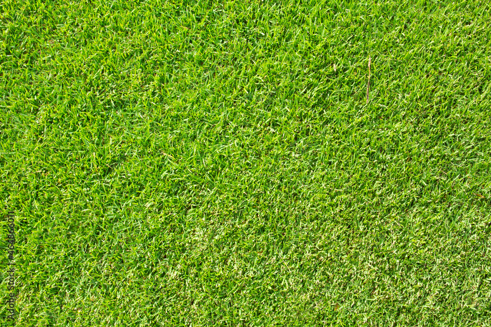 Obraz premium green grass texture for background