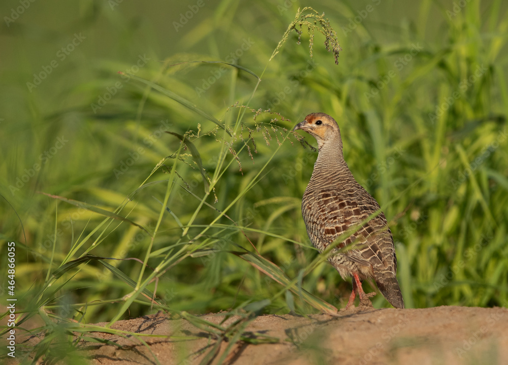 Closeup of a Grey francolin at Hamala, Bahrain Closeup of a Grey francolin at Hamala, Bahrain