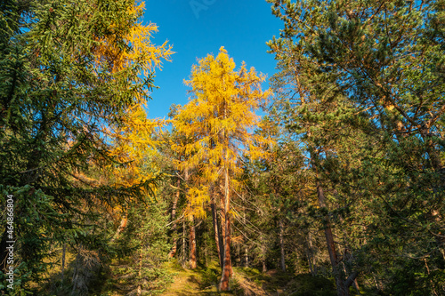 Magical nature in Dolomites at the national park Three Peaks (Tre Cime, Drei Zinnen) during sunset and golden Autumn, South Tyrol, Italy.