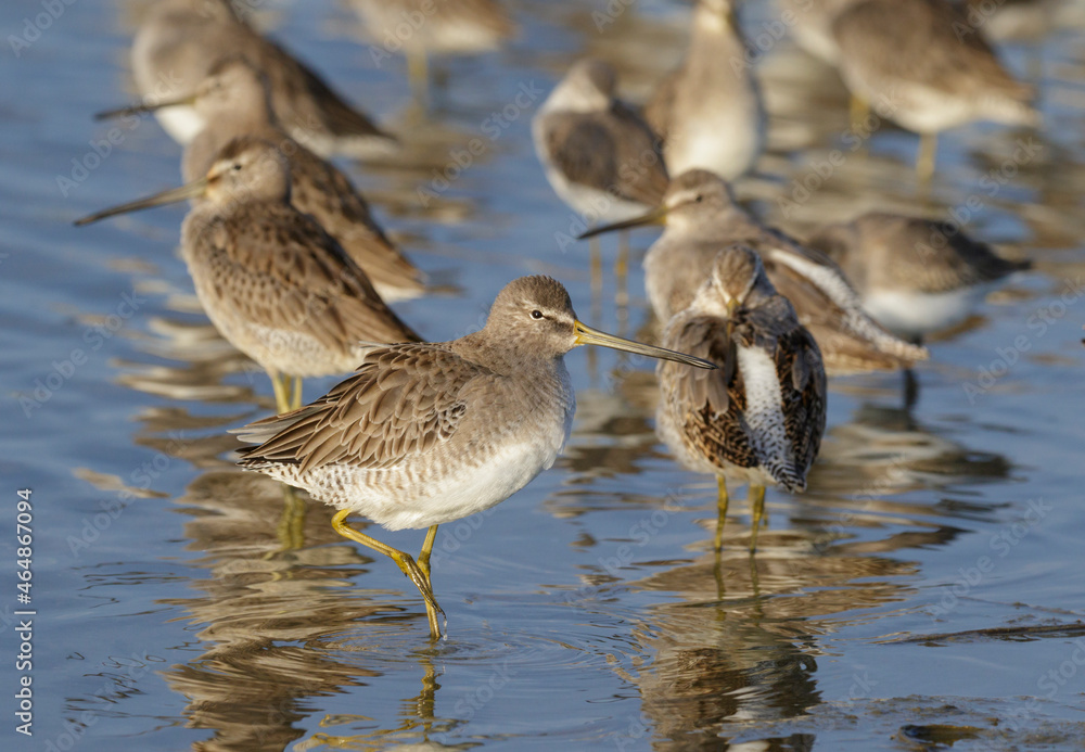 Flock of migrating short-billed dowitchers (Limnodromus griseus) taking rest at the Gulf coast, Galveston, Texas, USA Flock of migrating short-billed dowitchers (Limnodromus griseus) taking rest at the Gulf coast, Galveston, Texas, USA