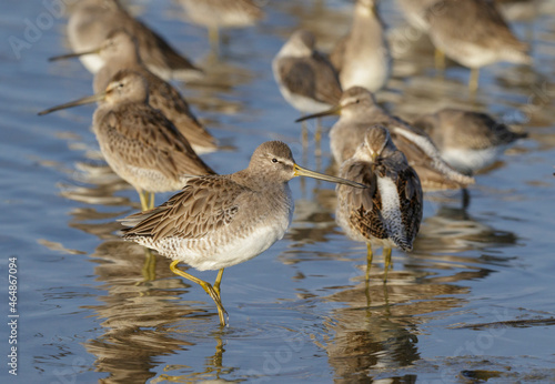 Tablou pe pânză Flock of migrating short-billed dowitchers (Limnodromus griseus) taking rest at