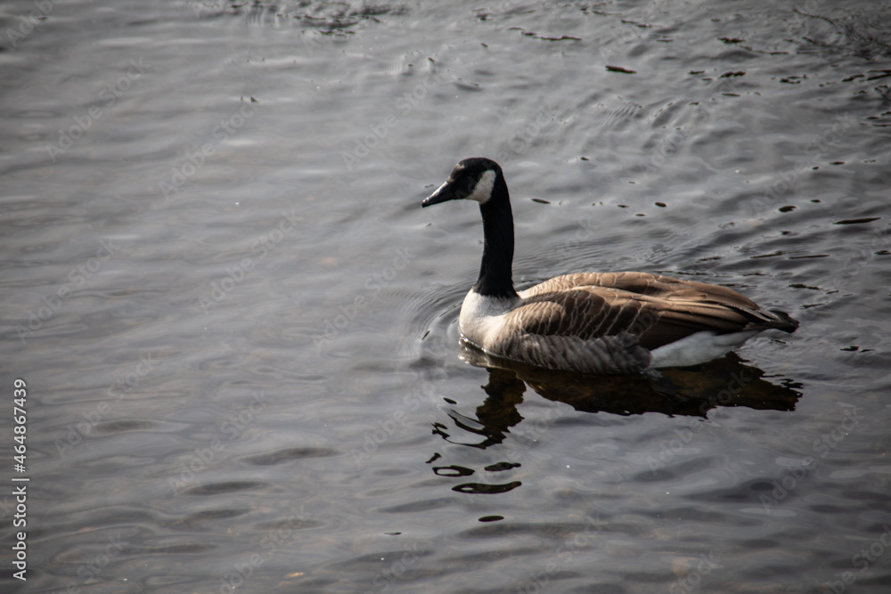 goose are swimming