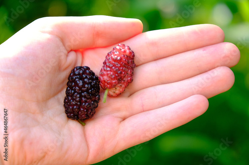 Black and red mulberries in hand