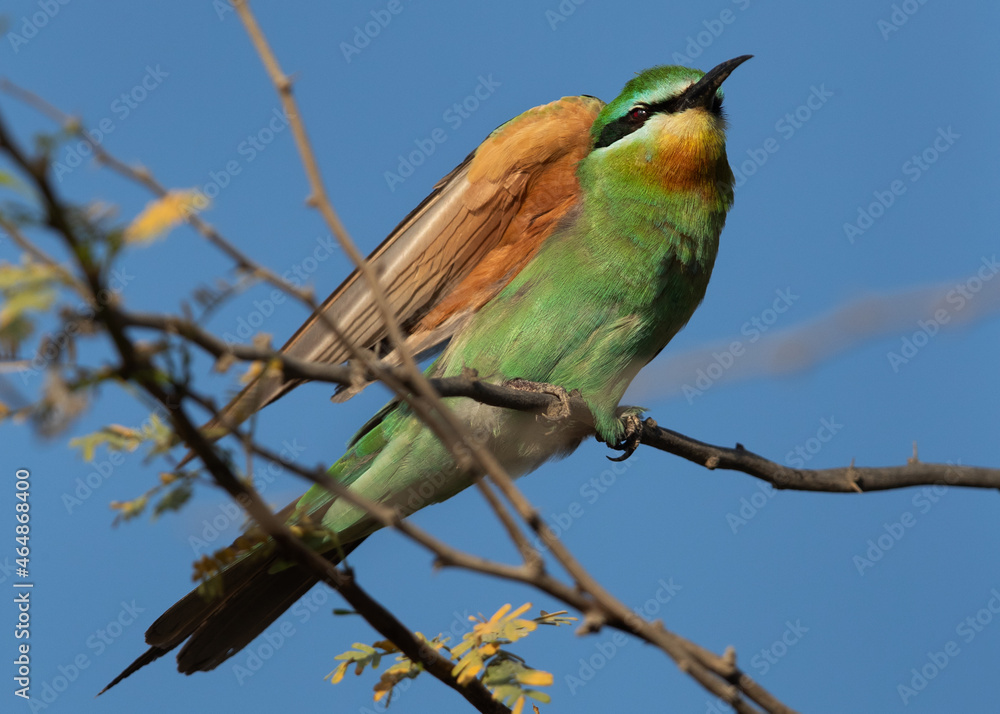Obraz premium Blue-cheeked bee-eater preening while sitting on a tree, Bahrain