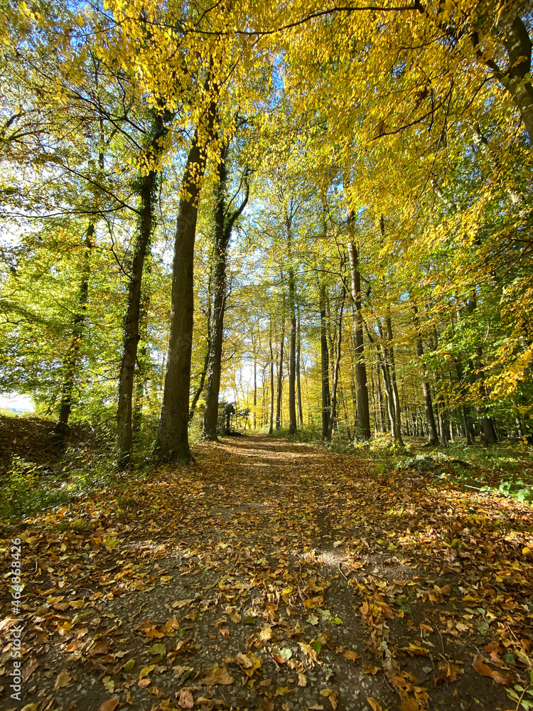 Green, yellow, red and brown autumn leaves in a forest in Germany on a sunny day in October Green, yellow, red and brown autumn leaves in a forest in Germany on a sunny day in October