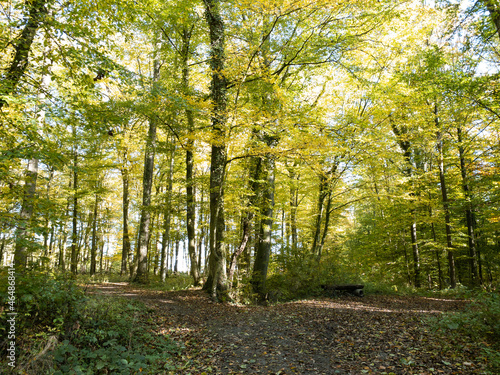 Green, yellow, red and brown autumn leaves in a forest in Germany on a sunny day in October 