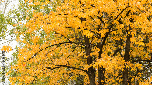 Fototapeta Naklejka Na Ścianę i Meble -  jesienne drzewa