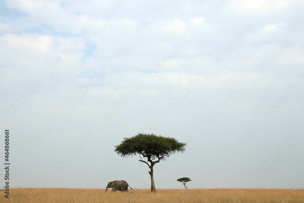 Panorama View of African Elephant and Acacia Trees on the Savannah. Maasai Mara, Kenya Panorama View of African Elephant and Acacia Trees on the Savannah. Maasai Mara, Kenya