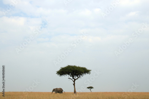 Panorama View of African Elephant and Acacia Trees on the Savannah. Maasai Mara, Kenya