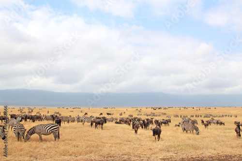 Grant's Zebras (Equus quagga boehmi) and Blue Wildebeests (Connochaetes taurinus) on the Savannah. Ngorongoro Crater, Tanzania