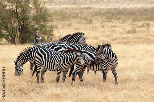 Group of Grant's Zebra (Equus quagga boehmi) on the Savannah. Ngorongoro Crater, Tanzania