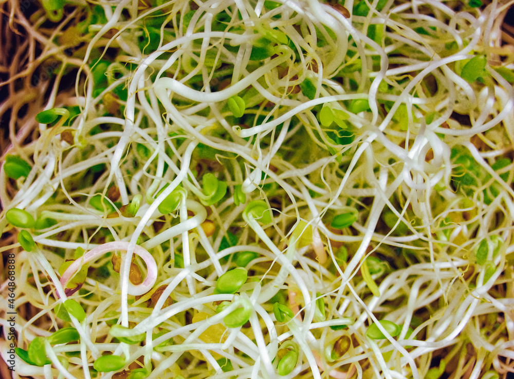 Macro of mix of various sprouts. Trendy vegan superfood. Microgreen for healthy eating. Macro of mix of various sprouts. Trendy vegan superfood. Microgreen for healthy eating.