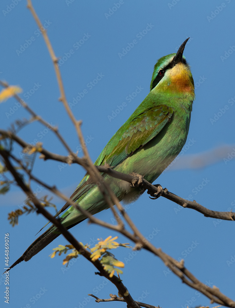 Obraz premium A beautiful Blue-cheeked bee-eater perched on acacia tree, Bahrain