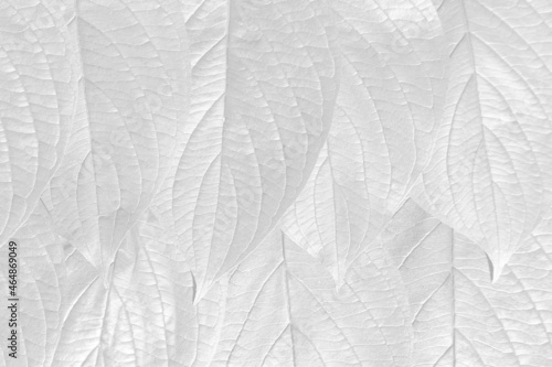White natural leaves background