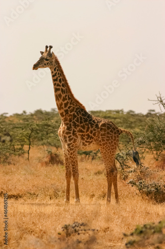 Girafe commune Masaï, giraffa tippelskirchi Afrique Kenya