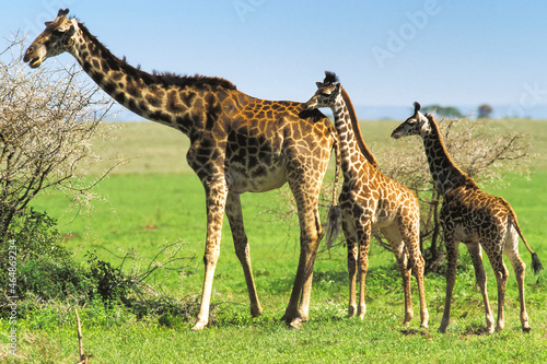 Girafe et Girafon Masaï, giraffa tippelskirchi Serengeti Afrique