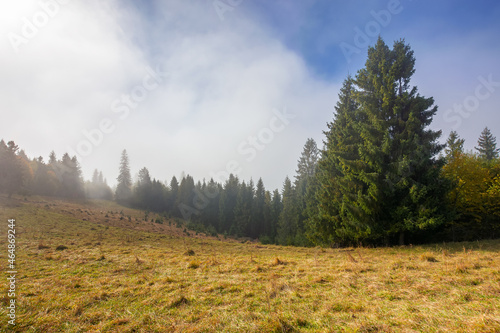 coniferous forest on the hill. nature scenery on a bright foggy morning. beautiful mountain landscape in autumn with clouds on the sky