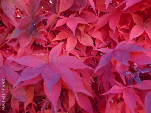 Rotes Laub im Herbst