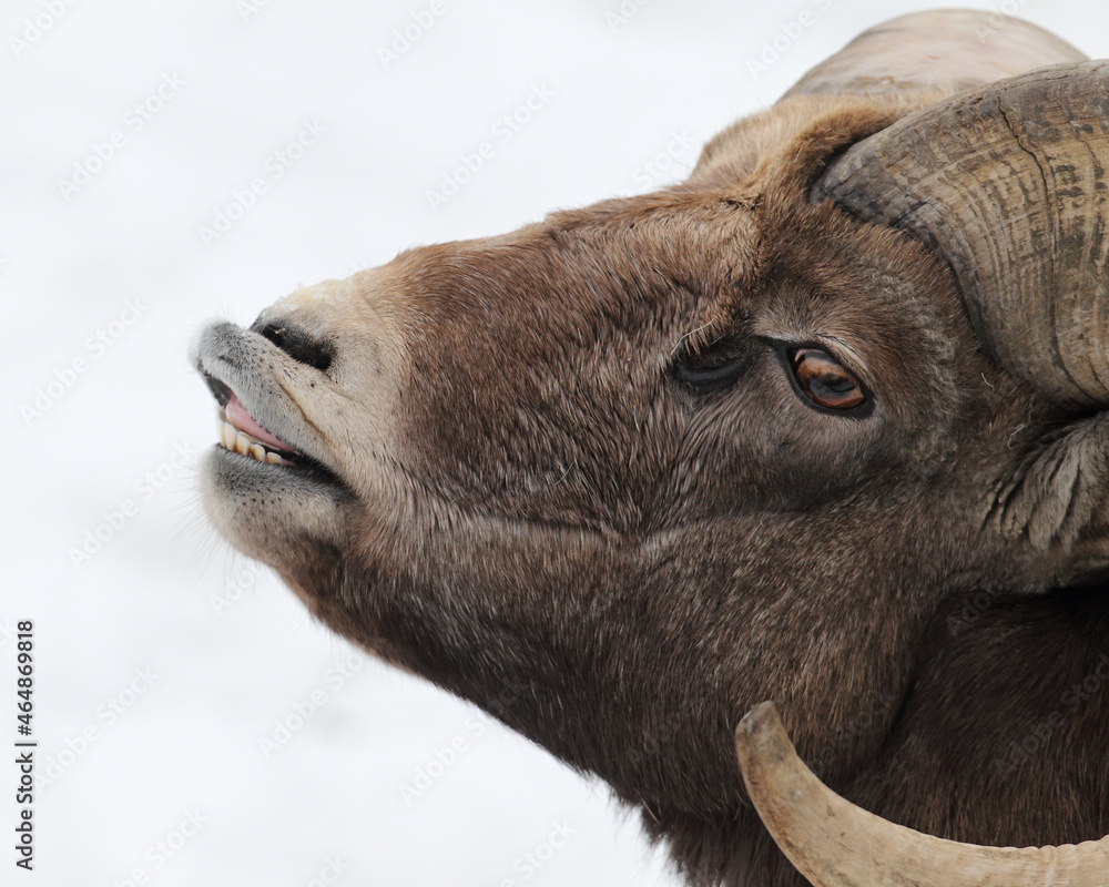 A close-up of a Rocky Mountain Bighorn Sheep. Taken in Alberta, Canada