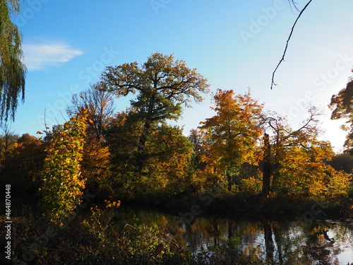 Fototapeta Naklejka Na Ścianę i Meble -  jesień, drzewa, liście
