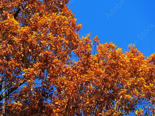 Fototapeta Naklejka Na Ścianę i Meble -  jesień, drzewa, liście