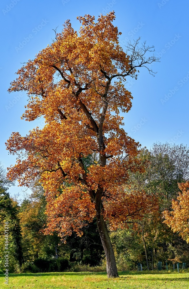 Tulip tree in autumn (Liriodendron tulipifera) Tulip tree in autumn (Liriodendron tulipifera)