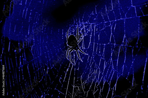 Fotografi Araignée