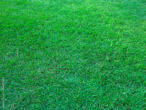 Green lawn for background. Green grass background texture.
